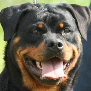 Meet your Posher, Adrian